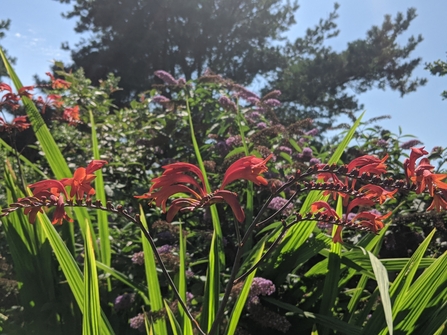 Crocosmia & budleia