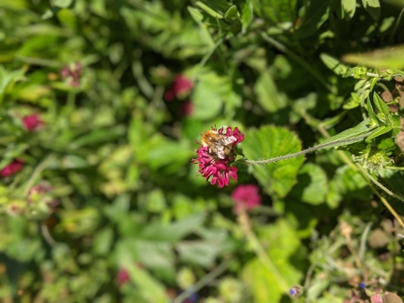 bee on flower bolts quarry farm