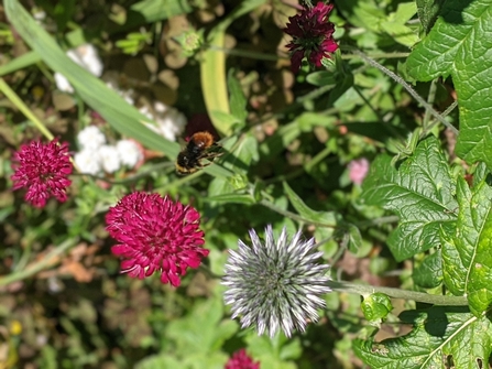 Red tailed bumblebee flies to flower Bolts Quarry Farm 2020 Isabella Hawkes