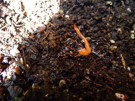 an inconspicuous orange worm-like creature lies amongst soil. The worm is very ting and orange