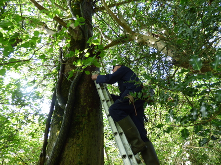 Bat box inspection by licenced 'batman' Tony Atkinson_Rowena Millar