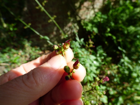 Close-up of Figwort flowers 