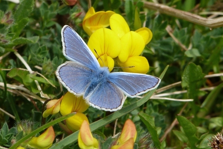 Common Blue Butterfly