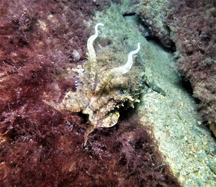 A cuttlefish glides along purple seaweed and a rocky seabed. Its brown mottled pattern means it is almost invisible against the rocks whilst it's trailing cream 'horns' and textured face give this cuttlefish the appearance of a mythical dragon