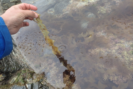 a pale yelllowy brown seaweed is held between two fingers. The rockpool beneath is full of the same seaweed