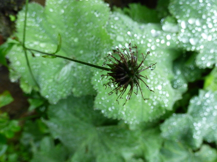 Seed Capsule Shapes