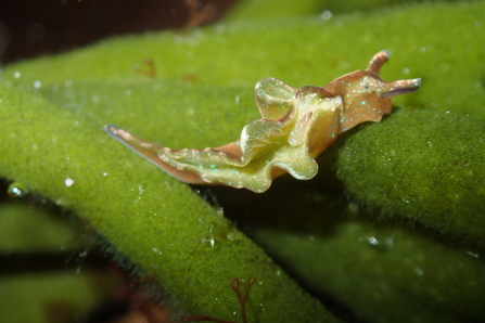 This glittering slug slides across some green seaweed and shimmers with irridescent light. It had translucent frills running along it back, a cream stripe along its body and a fawn or pinky hue to its body. It shimmers with tiny green and blue dots across its body