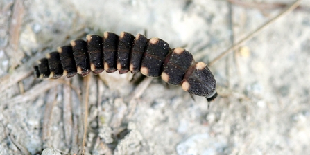 Glow Worm Larva by Jim Higham