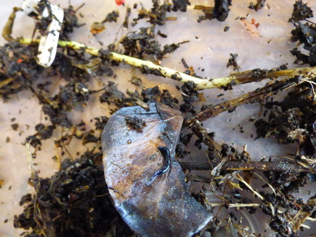 camoflauged amongst dirt and decaying leaves lies a small jet black flatworm