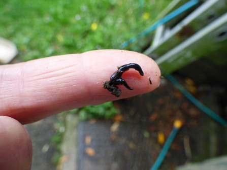 what appears to be black bird poo on the end of a finger
