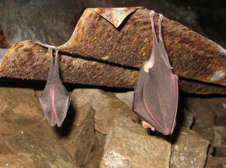 Lesser and Greater Horsehoe bats hibernating in an old mine building_Tony Atkinson.jpg