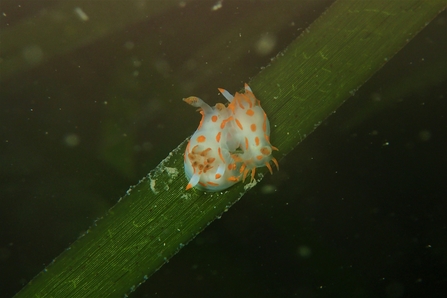 On a thin blade of sea grass, two incredible sea slugs cling together.They have bright white bodies with light orange tentacles the cover it's body, its cute little 'horns' have orange tips and the slug looks like a cute and amazing alien!