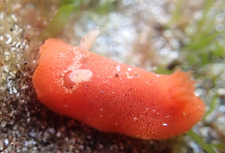 A close up of an unusual sea slug with peachy pink/orange colouration. Two light pink 'horns' poke out from one end of the slug whilst the  other end has skirt of tiny peach tentacles. The body of the slug is covered in white and black micro-flecks
