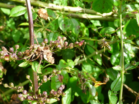 Wasp flying to a Figwort_Rowena Millar