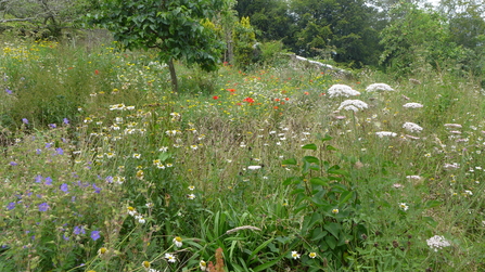 A bed of wildflowers near Saltash, East Cornwall