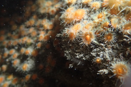 across a jet black rock, hundres of tiny, peach coloured dots cling onto the rock. Soft white tentacle-like things flail in the current and give a fuzzy appearance to the coral