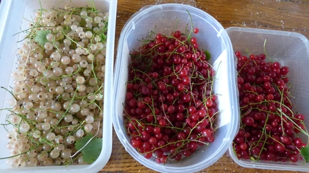 Whitecurrants and Redcurrants