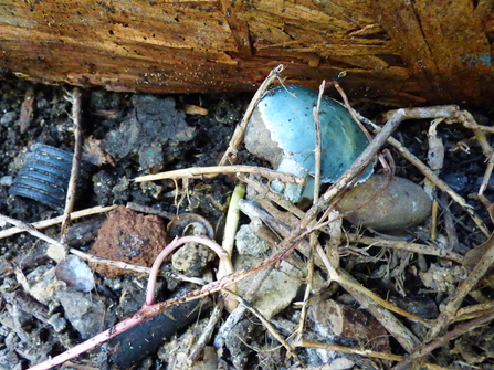 turquoise fungi species against garage door