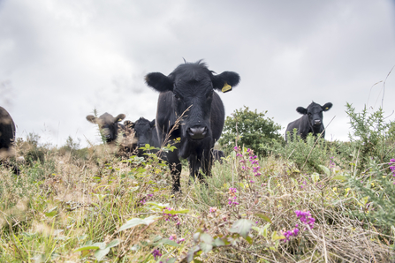 Wilder Beef cow