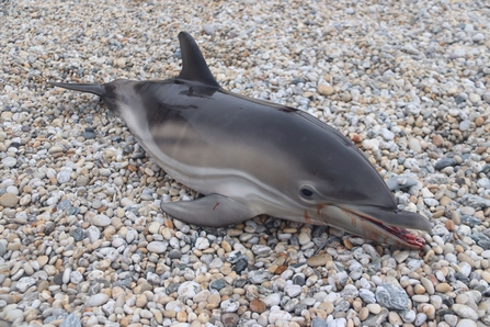 David Davies, Dead Common Dolphin Gunwalloe Fishing Cove (14th August 2020)