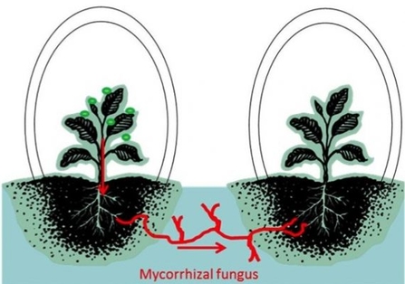 Diagram depicting interplant communication of tomato plants through underground mycorrhizal networks