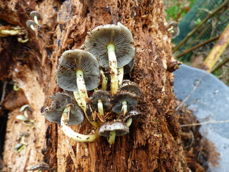 Fungus on an old tree stump