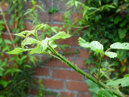 Invasive bramble in the garden