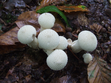 Puffball Fungi