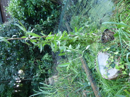 Purple Loosestrife supported by a tall raspberry cane