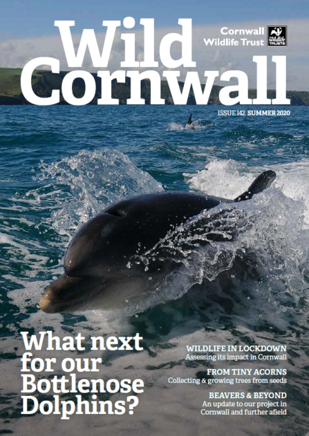 Wild Cornwall Summer Issue 142