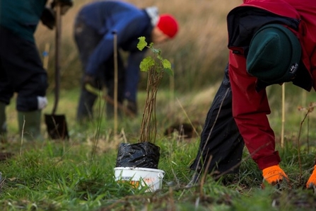 Volunteers planting trees