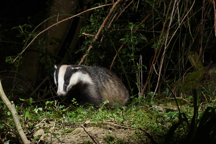 Badger