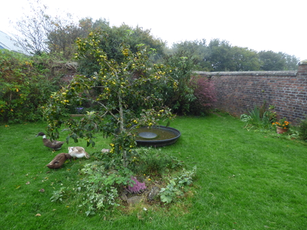 Crab apple tree with apples