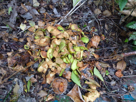 Apples left out on the ground for wildlife