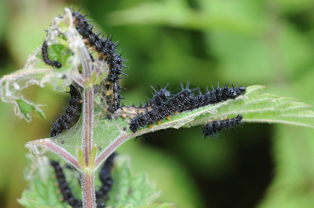 Red Admiral Caterpillars on a plant