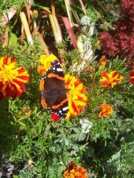 Red Admiral Butterfly in a colour array of flowers and plants