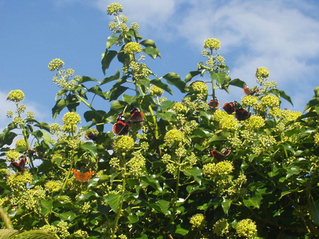 Red Admiral Butterflies and Comma Butterflies feeding on ivy