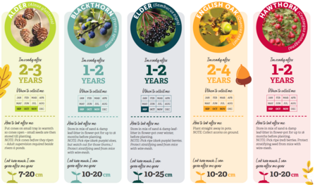 Trees and shrubs in Cornwall