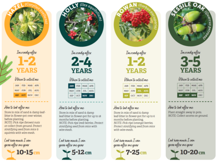 Trees and shrubs in Cornwall 2