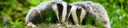 Badgers by Elliott Neep