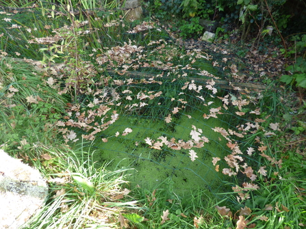 Leaves and acorns on the pond