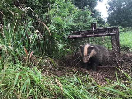 Badger vaccination