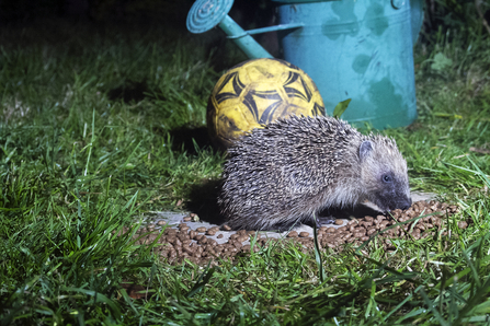 Hedgehog eating in the garden