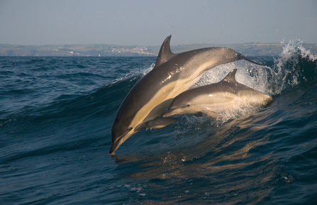 Common dolphin and calf, Image by Adrian Langdon