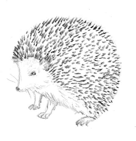 Hedgehog drawing by Rowena Millar