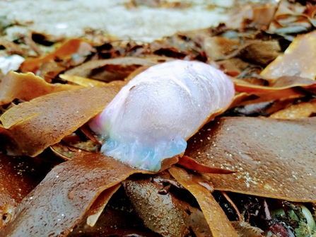 Portuguese Man O' War washed up on the shore