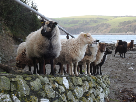 Sheep lined up on the beach track on Looe Island