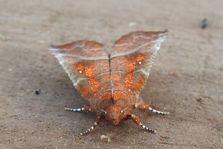 Herald Moth found in the wood shed