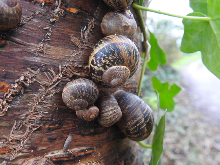 Cluster of snails