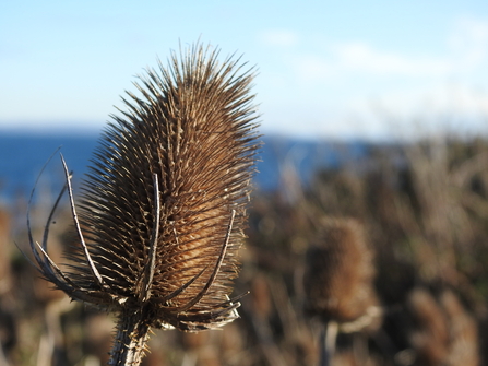 Close-up photograph of a Teasel